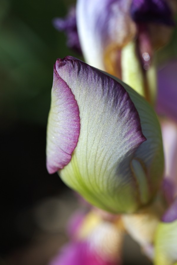 Purple Iris Bud by Joy Watson